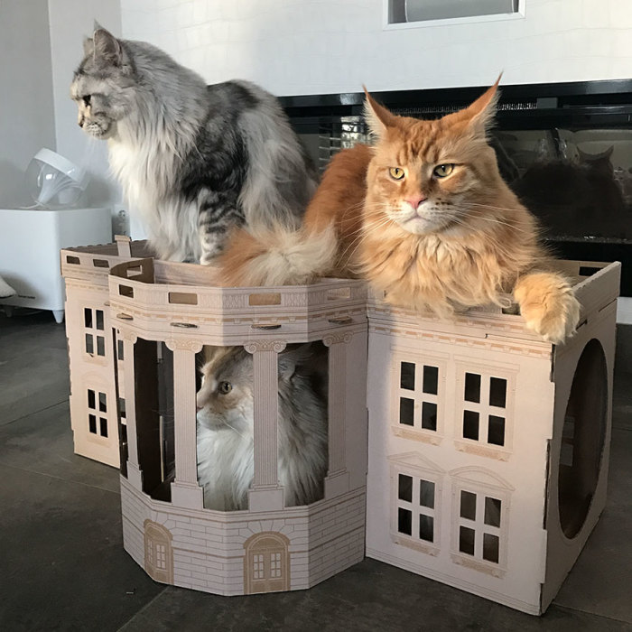 Unlike President Trump, These Cats Know Exactly What To Do In The White House