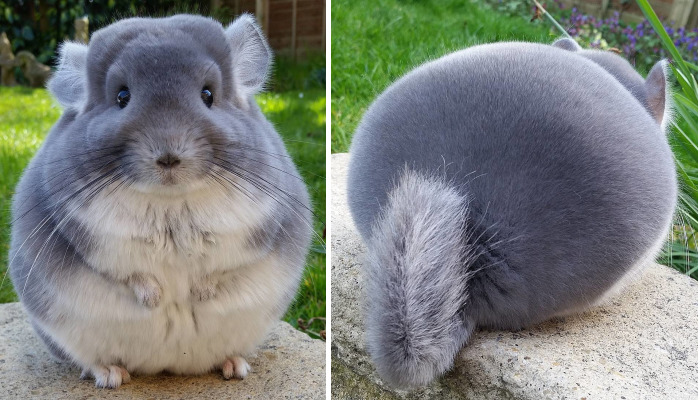 Estas chinchillas tienen el trasero tan redondo que parece de mentira