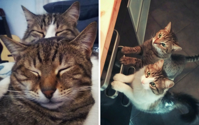 My Cat Took Care Of A Stray Kitty We Found In A Parking Lot, The Way He Thanked Him Will Melt Your Heart