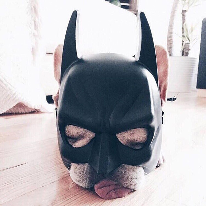 Cute Animal With It's Tongue Sticking Out