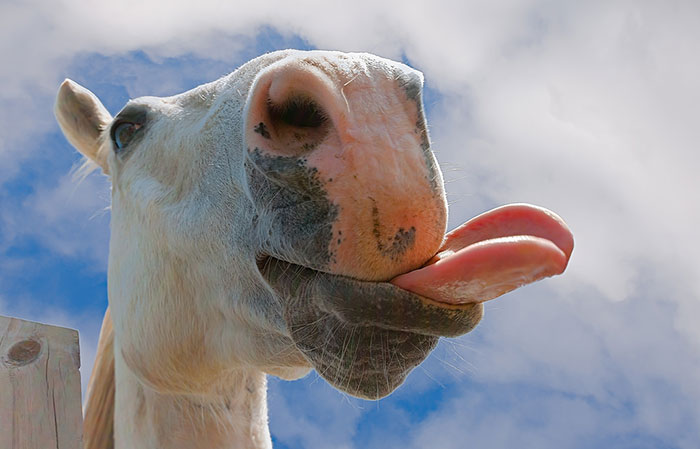 Cute Animal With It's Tongue Sticking Out