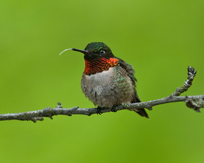Cute Animal With It's Tongue Sticking Out