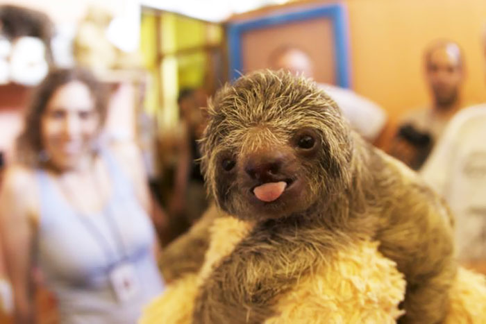 Cute Animal With It's Tongue Sticking Out