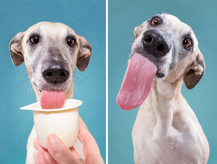 Cute Animal With It's Tongue Sticking Out