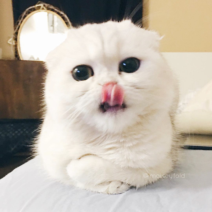 Cute Animal With It's Tongue Sticking Out