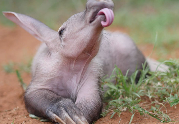 Cute Animal With It's Tongue Sticking Out