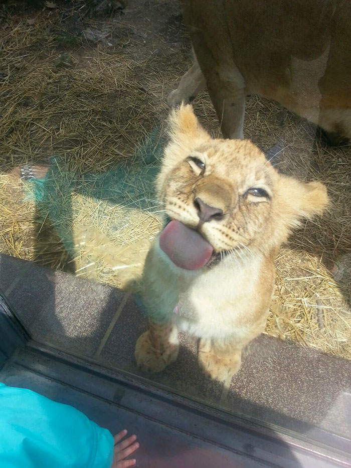 Cute Animal With It's Tongue Sticking Out