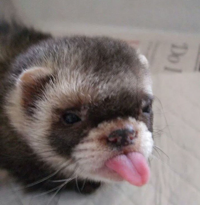 Cute Animal With It's Tongue Sticking Out