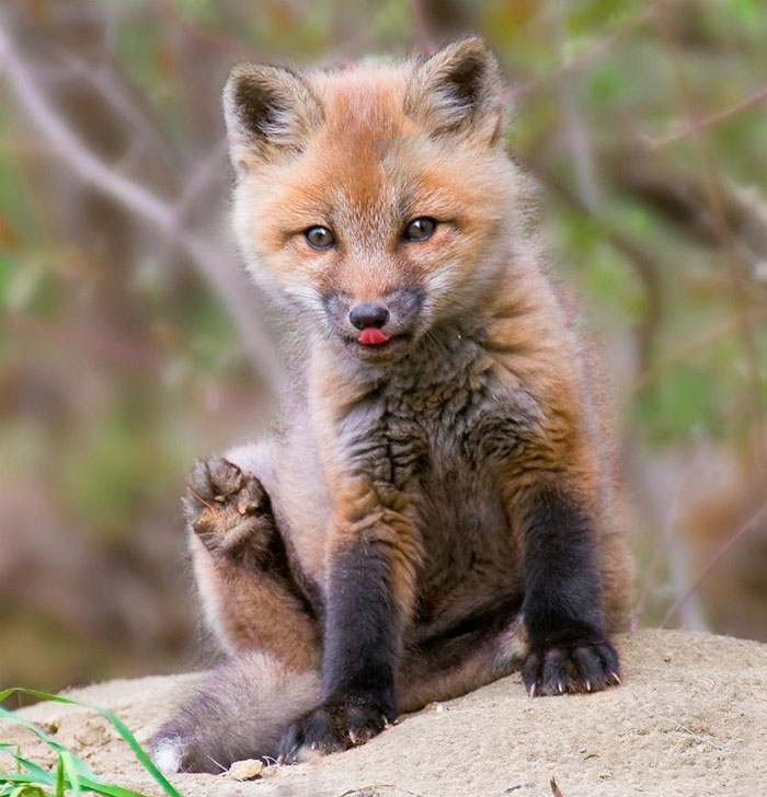 Cute Animal With It's Tongue Sticking Out