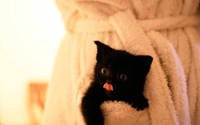 Cute Animal With It's Tongue Sticking Out