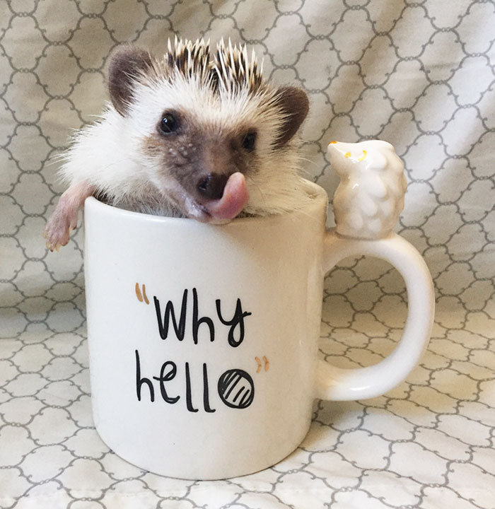 Cute Animal With It's Tongue Sticking Out