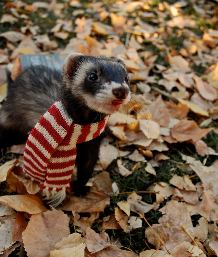 Tom Can't Feel His Face