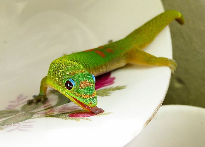 Cute Animal With It's Tongue Sticking Out