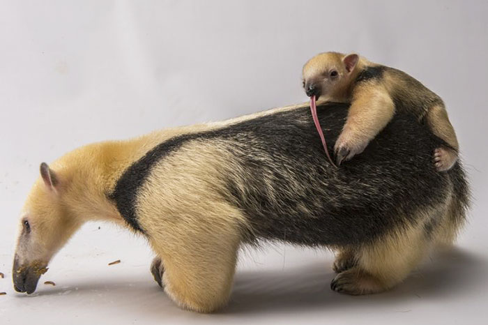 Cute Animal With It's Tongue Sticking Out