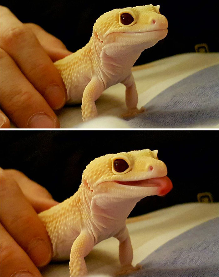 Cute Animal With It's Tongue Sticking Out