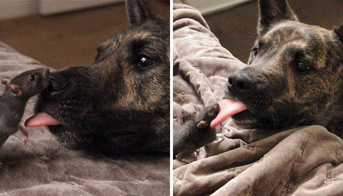 10+ Adorables animales sacando la lengua