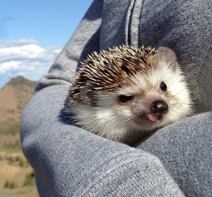 Cute Hedgehog
