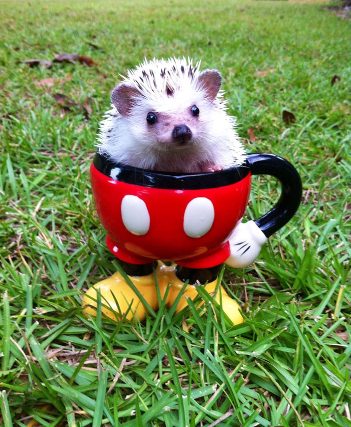 Cute Hedgehog