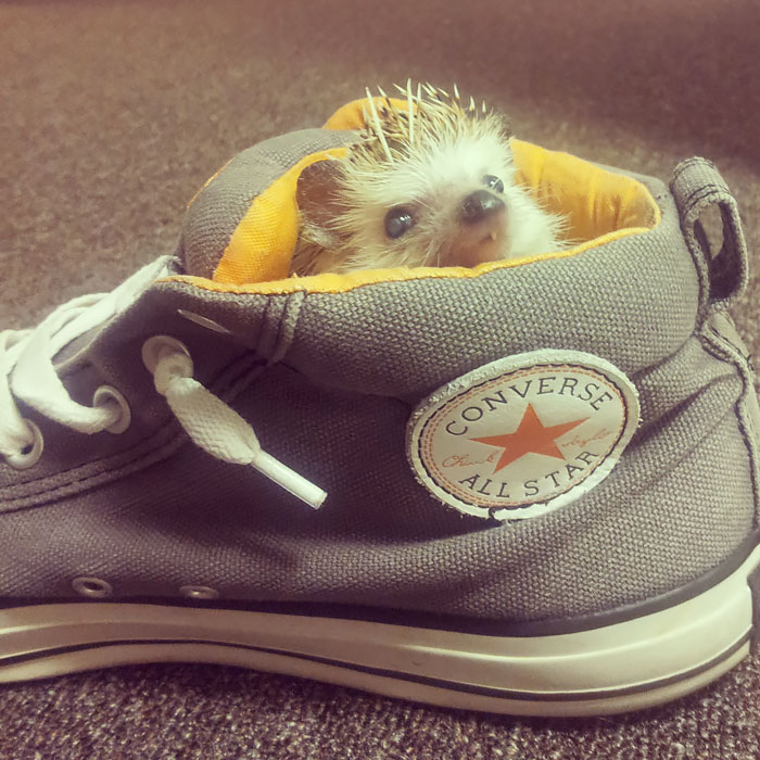 Cute Hedgehog