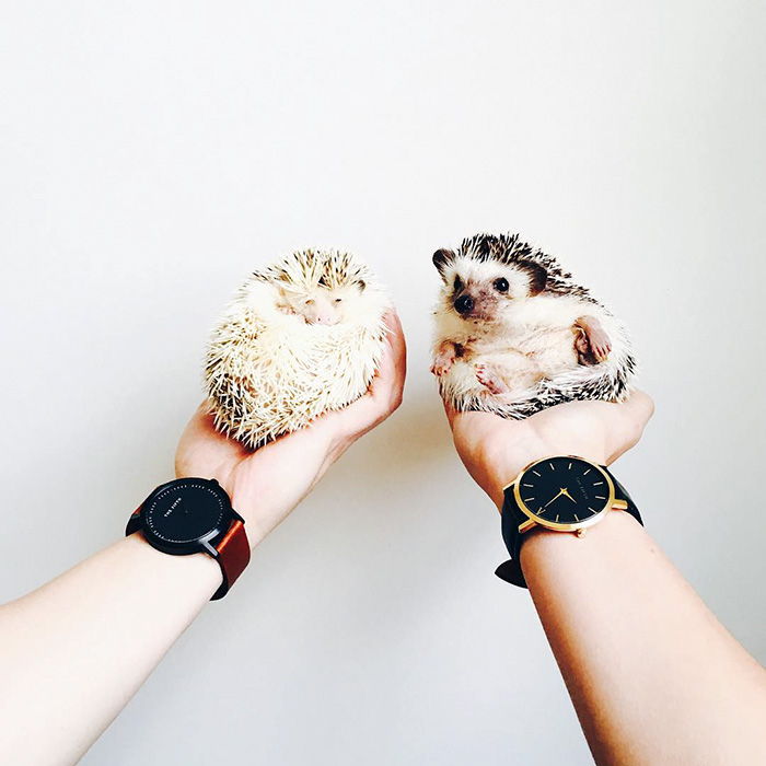 Cute Hedgehog