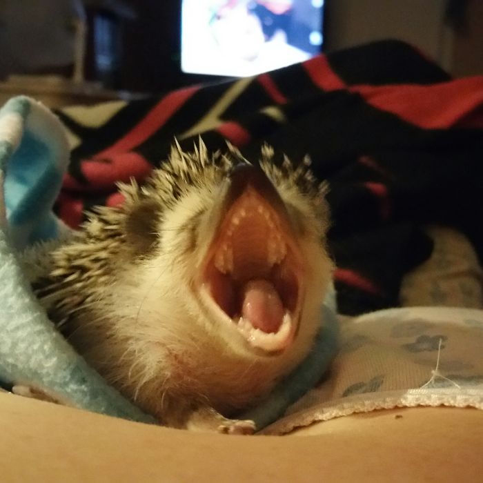 Cute Hedgehog