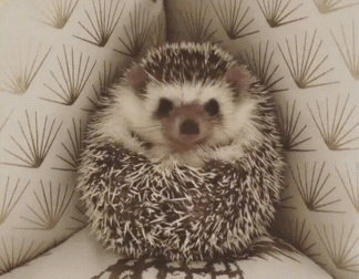 Cute Hedgehog
