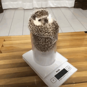 Cute Hedgehog