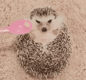 Cute Hedgehog