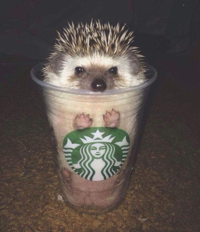 Cute Hedgehog