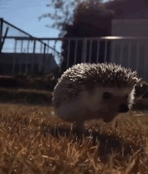 Cute Hedgehog