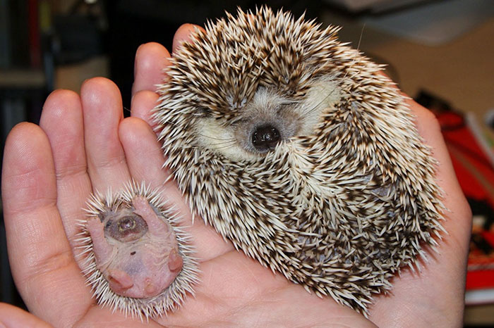 Cute Hedgehog