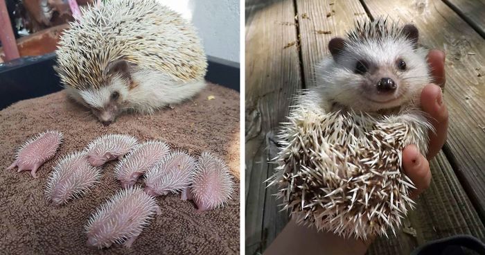 76 Adorable Hedgehog Pics To Celebrate Hedgehog Day