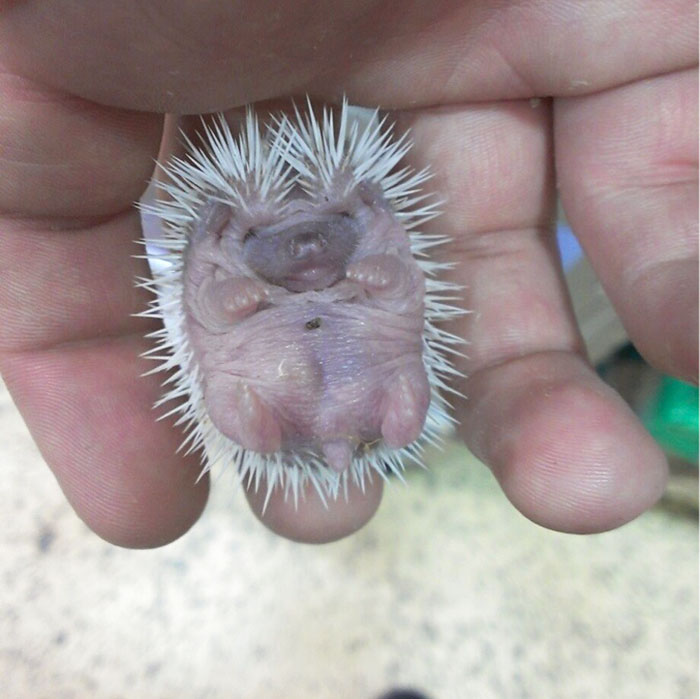 Cute Hedgehog