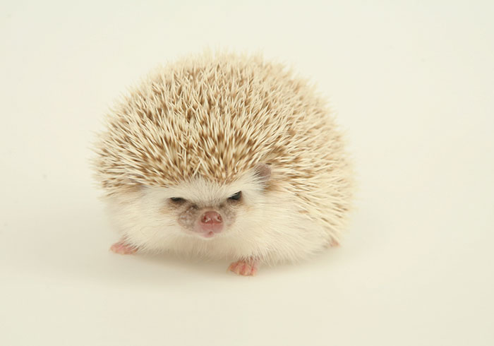 Cute Hedgehog