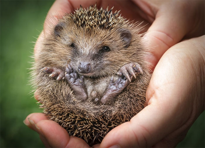 Cute Hedgehog