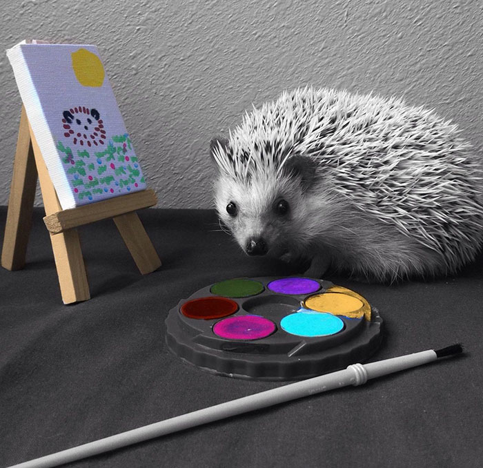 Cute Hedgehog