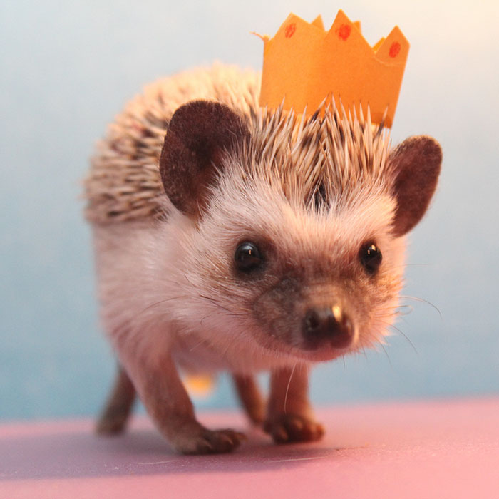 Cute Hedgehog