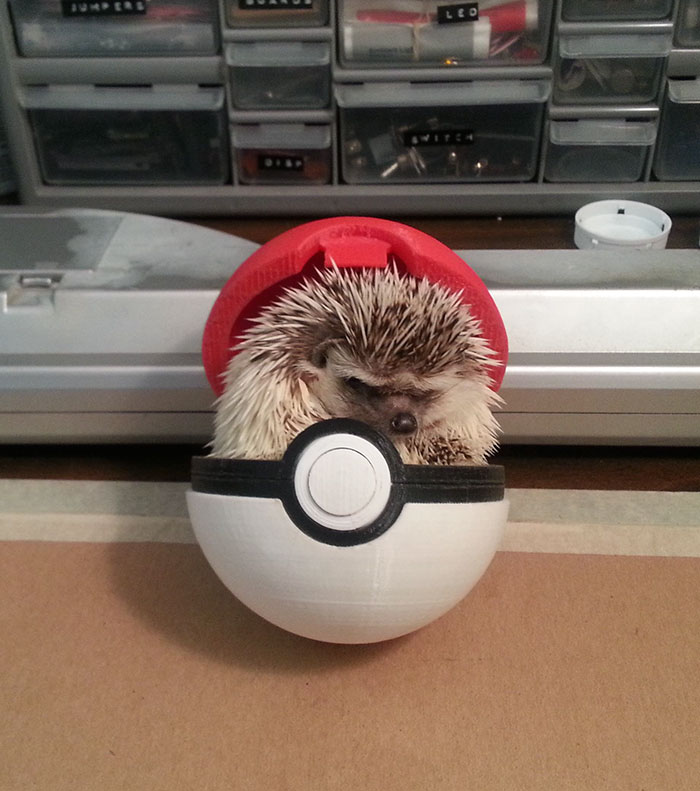 Cute Hedgehog