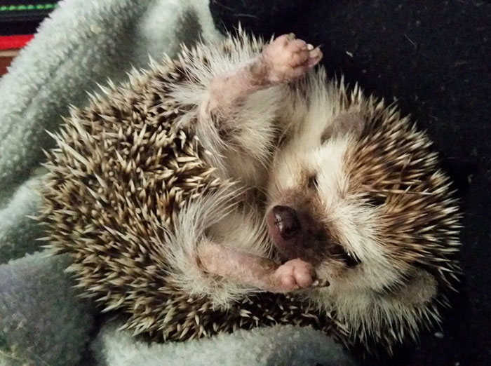 Cute Hedgehog