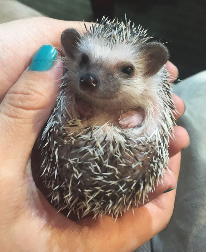 Cute Hedgehog