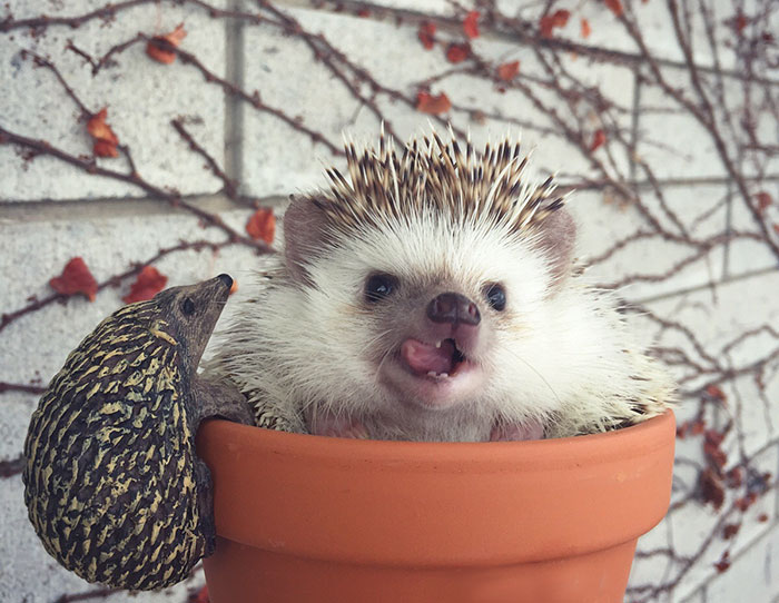 Cute Hedgehog