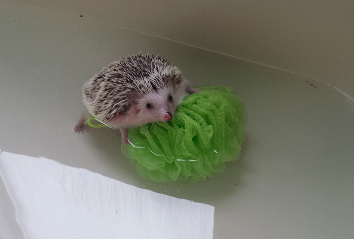 Cute Hedgehog