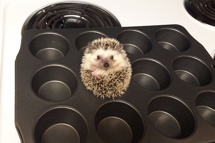 Cute Hedgehog