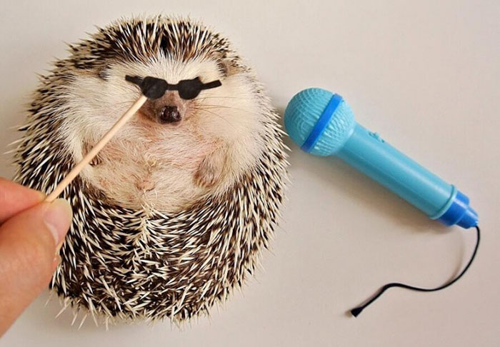 Cute Hedgehog
