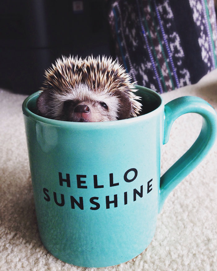 Cute Hedgehog