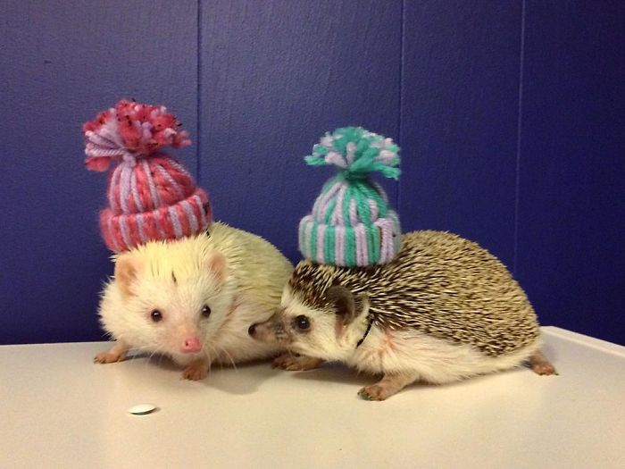 Cute-hedgehogs-in-hats