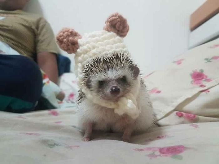 Cute-hedgehogs-in-hats