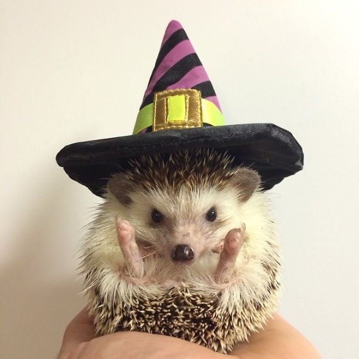 Cute-hedgehogs-in-hats