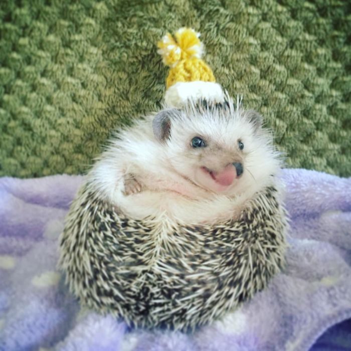 Cute-hedgehogs-in-hats