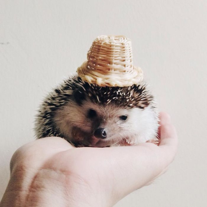 Cute-hedgehogs-in-hats
